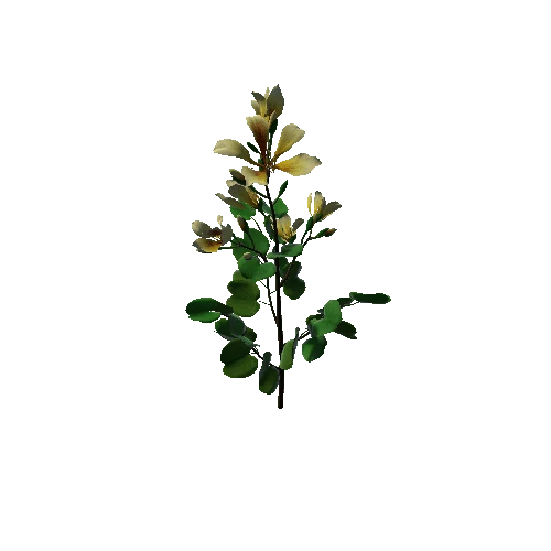 Flower Bauhinia Variegata4 1